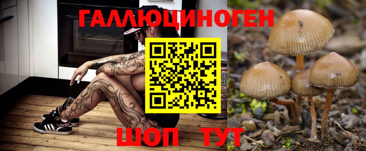 Псилоцибиновые грибы Psilocybe Похвистнево
